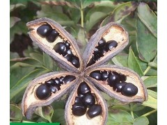 菏泽牡丹 油用牡丹籽 观赏牡丹种子批发价格 金祥牡丹图1