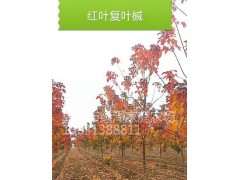 红叶复叶槭小苗图1