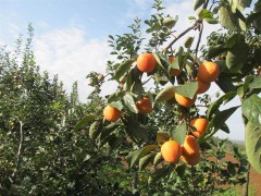 山东柿子树价格，莱芜柿子树苗批发，莱芜共赢园林有限公司图1