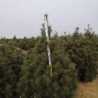 共邦苗木白皮松规格全，绿化工程2米一级2.5米二级米白皮松