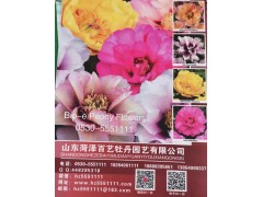 菏泽百艺牡丹园艺供应油用牡丹 观赏牡丹 建设牡丹园工程图1