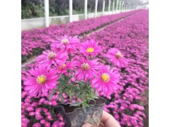 宿根花卉基地 荷兰菊穴盘苗 青州进口荷兰菊 荷兰菊价格表图1