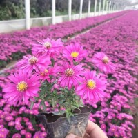 宿根花卉基地 荷兰菊穴盘苗 青州进口荷兰菊 荷兰菊价格表