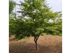 鸡爪槭树苗种植管理 工程绿化鸡爪槭树苗规格齐全 三叶园林图1