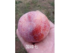 国丰七号李子树苗，精品李子树苗 贵凌李子苗 昌黎建明苗木图1