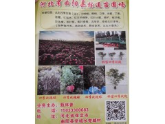 供应四季玫瑰球 四季玫瑰杯苗 四季玫瑰大苗 河北曲阳林通苗圃图1