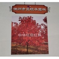 中华红冠红枫系列供应 江苏徐州亚硕枫华园林