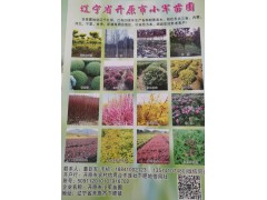 辽宁开原市小军苗圃销售造型金叶榆、金叶榆球、金叶榆小苗图1