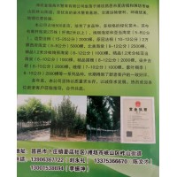 供应高杆海棠杆高2米以上2万棵，潍坊金线苗木 海棠基地