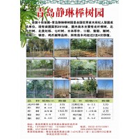 青岛静琳榉树园供应8-13公分光叶榉3万棵，山东光叶榉基地