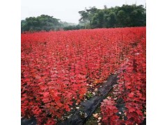 美国红枫