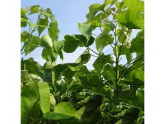 周口楸树小苗 精品楸树 淮阳克祥种植专业合作社专供楸树梓树图1