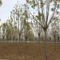 亚森花木供应10-20公分精品白蜡树，邳州白蜡树 白蜡价格