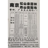 江苏南京松山泉园林80-1000公分雪松常年供应