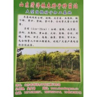 山东菏泽林木种子种苗站供应4-20公分白蜡、国槐及国槐种子