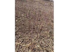 供应花楸 百花花楸 4-6公分 丛生花楸价格便宜 鸿发种苗图1