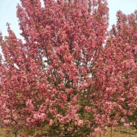 西府海棠树