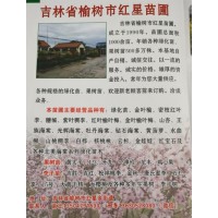 吉林省榆树市红星苗圃销售金叶榆、密枝红叶李、糖槭、紫叶李