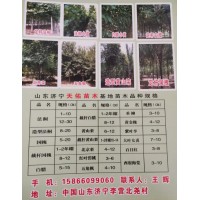 济宁天佑苗木基地供应2-20公分法桐、五角枫、国槐、白蜡