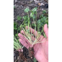 造景醡浆草小苗，紫叶醡浆草花苗供应，青州刘伟花卉苗木