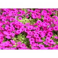 矮牵牛花种子