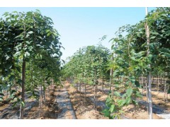 日照市樱花苗木基地供应樱花小苗、垂枝樱花、染井吉野樱花树图1