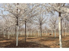 日照市樱花苗木基地供应樱花小苗、垂枝樱花、染井吉野樱花树图2
