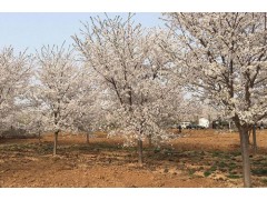 供应染井吉野樱花树，日照樱花基地供应各种规格染井吉野樱花树图1