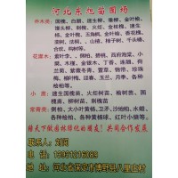 河北博野东旭苗圃场供应国槐、速生国槐、老国槐、国槐小苗