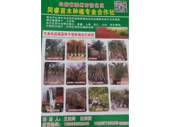 滨州同睿苗木供应地径6-8公分柽柳、盐松、丛生柽柳图1