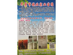 辽宁开原市镇北实业苗圃出售4-6公分糖槭、金叶榆、紫叶稠李图1