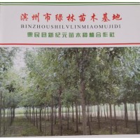 惠民县新纪元苗木供应速生白蜡、老白蜡、白蜡小苗、白蜡树