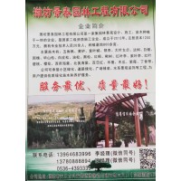 潍坊景泰园林供应五角枫、五角枫造型、各种规格五角枫工程苗