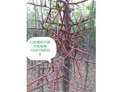 供应地径3- 8公分的皂角树230万株，山东潍坊万亩皂角基地图1