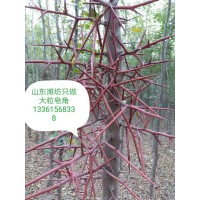 供应地径3- 8公分的皂角树230万株，山东潍坊万亩皂角基地