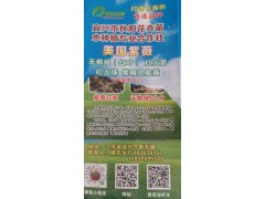 秋阳花卉主要销售产品有美国的红火箭紫薇、红火球紫薇图1