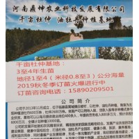 千亩杜仲基地:3至4年生苗，地径1-4米径0.8-3公分海量