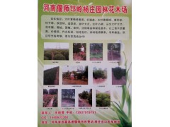 偃师杨庄园林花木场供大叶黄杨绿篱苗、扦插苗、大叶黄杨球图1