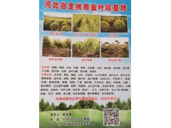 定州市金叶榆基地专业供应金叶榆，各种规格金叶榆、金叶榆球图1