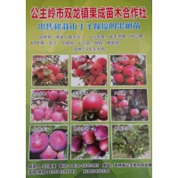 双龙镇果成苗木提供苹果苗、龙丰苹果、鸡心果苗、3-5年生大树