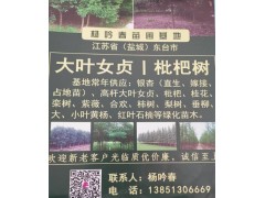 春源园林常年供应实生银杏、嫁接银杏、银杏占地苗图1