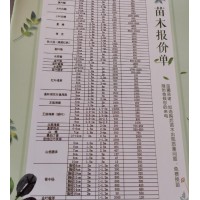 新疆昌林工程供应8公分冠幅4-5米大叶榆600棵，大叶榆苗