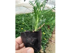 阡陌园艺供应黄金菊，宿根花卉新品种夏天开花-黄金菊钵苗图1