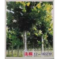 森泽园艺供应12-16公分法桐、速生法桐、法桐精品树