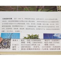 北绿园林苗圃专业供应花楸树、多种规格花楸园林工程苗