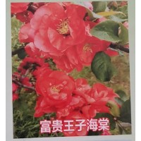 供应富贵红王子海棠苗，海棠树、多种规格园林工程海棠树