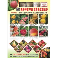 供应毛桃、蟠桃、油桃、黄桃系列桃树苗、鲜果、桃树果树苗