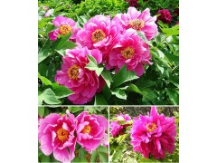 菏泽齐晴牡丹供应观赏牡丹、油用牡丹、牡丹树600个品种图1