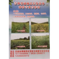 出售一年生杨树苗、文冠果苗、柽柳苗、山杏苗、小城黑杨树