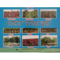 天北河川园林供应密枝红叶李、重瓣榆叶梅等园林工程苗木